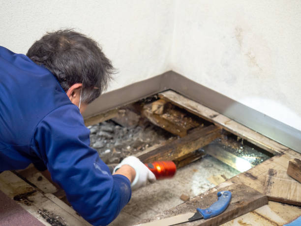 Best Mold Testing and Removal  in Lake Royale, NC