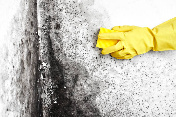 Best Certified Mold Removal  in Lake Royale, NC