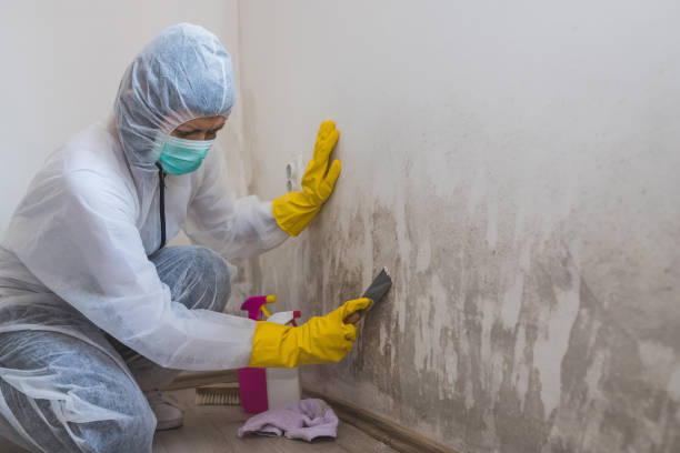 Best Toxic Mold Removal  in Lake Royale, NC