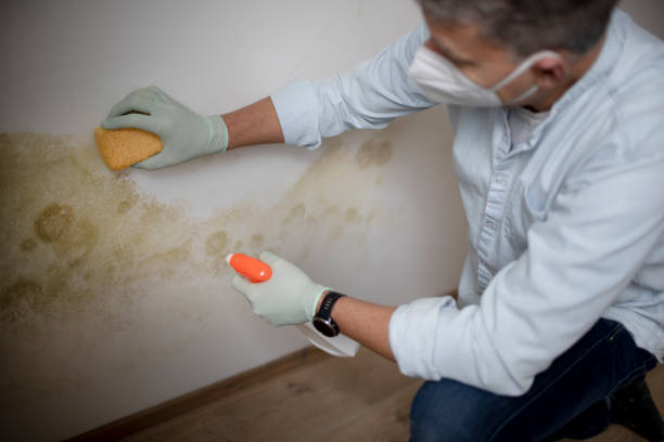 Best Mold Cleaning Services  in Lake Royale, NC