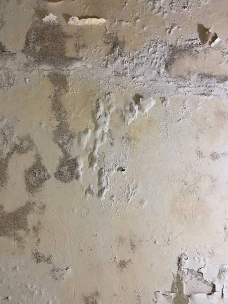  Lake Royale, NC Mold Removal Pros
