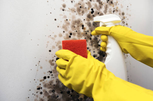 Best Water Damage Restoration  in Lake Royale, NC