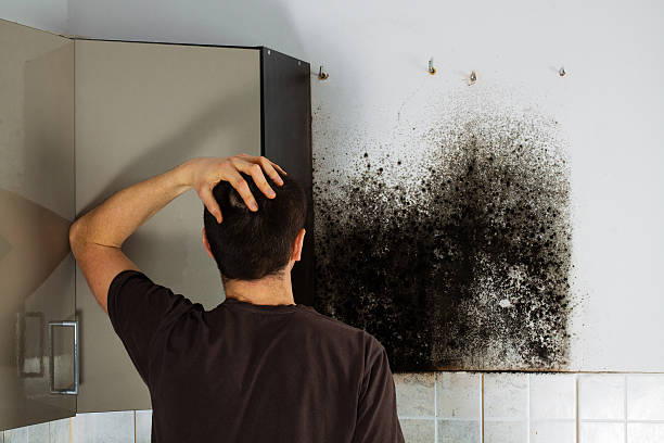 Best Local Mold Removal Service  in Lake Royale, NC