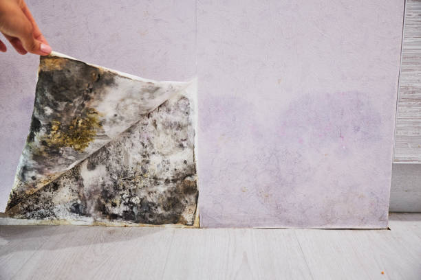 Professional Mold Removal in Lake Royale, NC